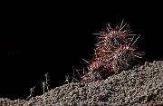 Cactus 1527
